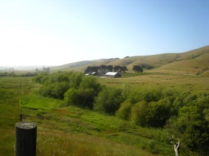 Riparian Planting After restored gully_after_Gale
