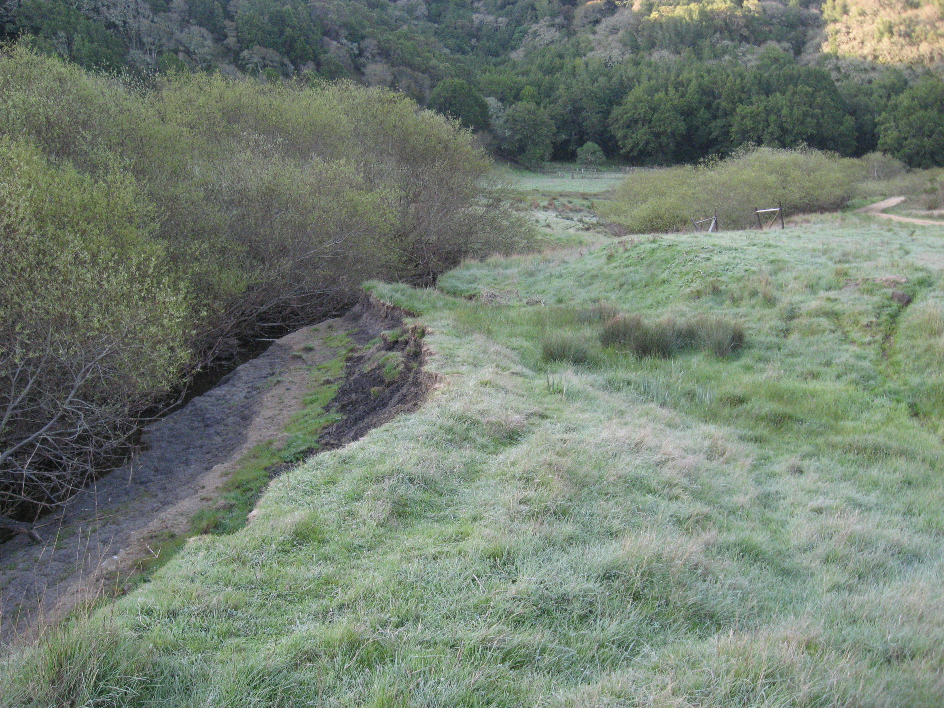 streambank restoration_before_barboni