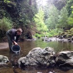 Releasing Steelhead Smolts