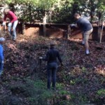 removing non-native invasive plants