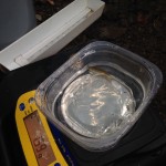 Weighing Coho Fry