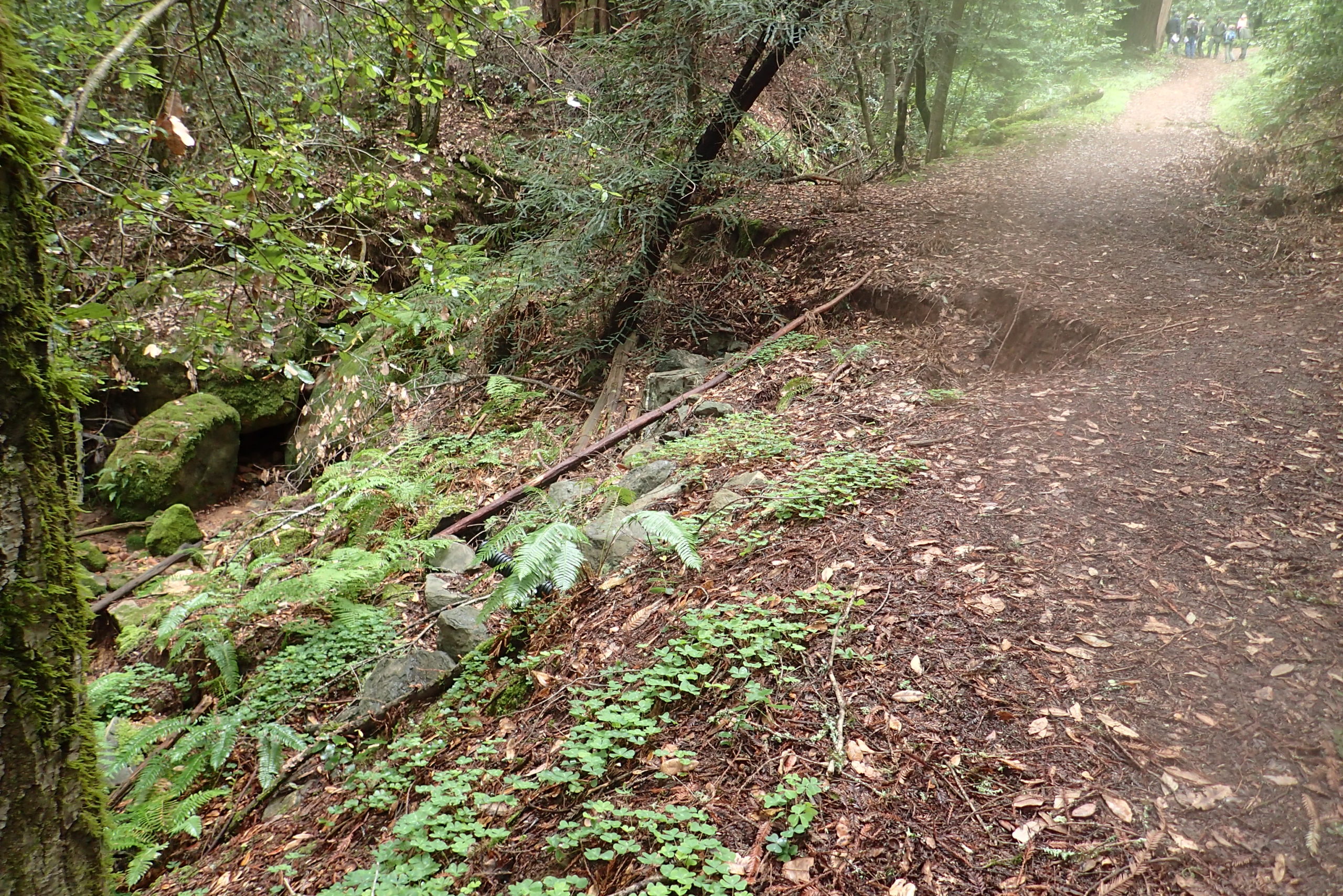 In a forested area, a dirt road has partially slid into the deep ditch, leaving a ragged edge.