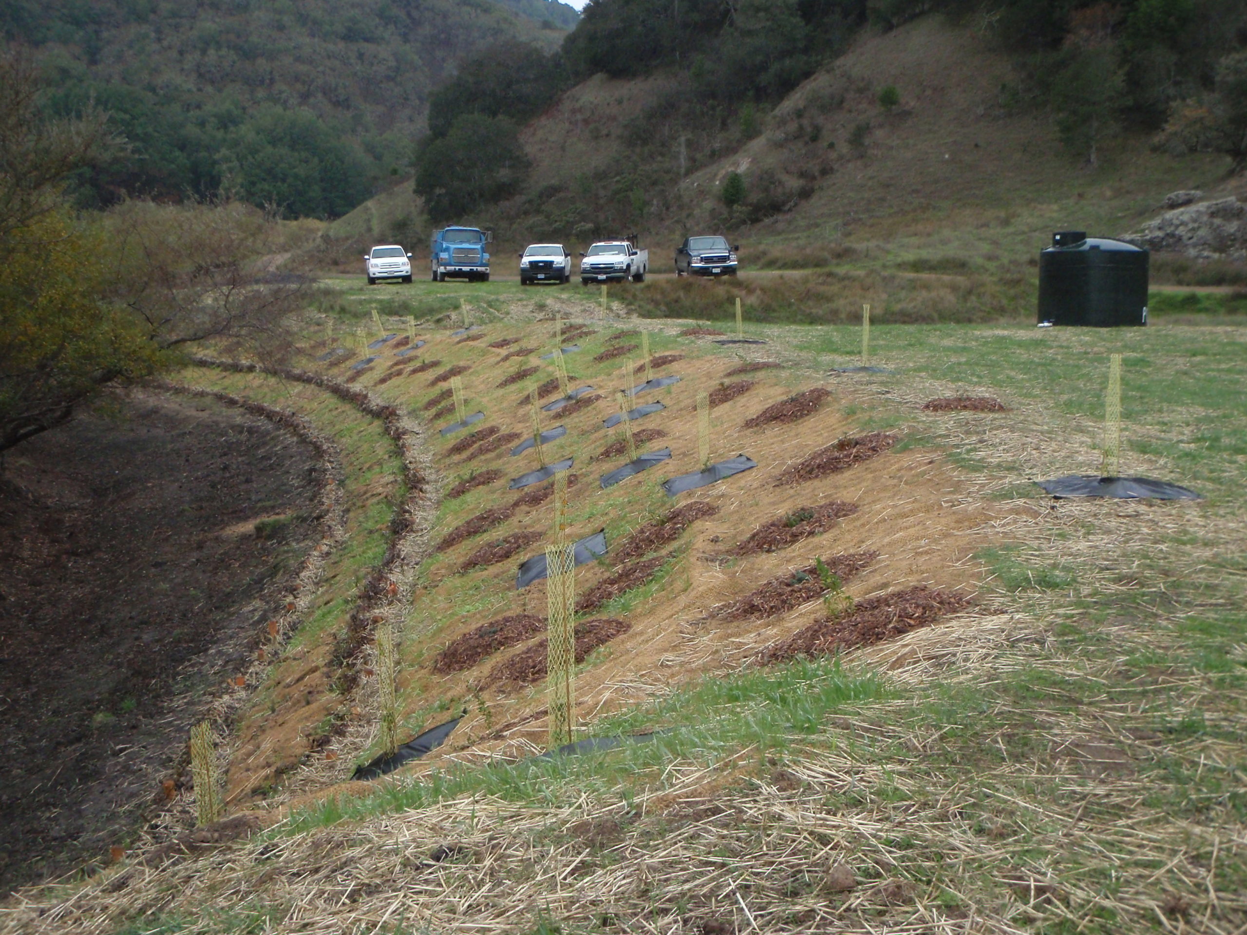 A side angle view of the bank shows an organized planting pattern with small plants installed. In the background are 5 trucks that look related to the planting operation.  Caption: Another view of the willow revetment constructed by Furlong Construction provides bank stability on a tributary to Soulajule Reservoir.