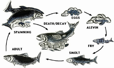 A diagram of the salmonid life cycle. Beginning with spawning, an arrow points to Death/Decay, and another arrow points to the result of spawning, eggs. From eggs, salmonids become alevin and then fry. Then they mature into smolts, and then adults. Thereafter, they spawn, restarting the cycle.