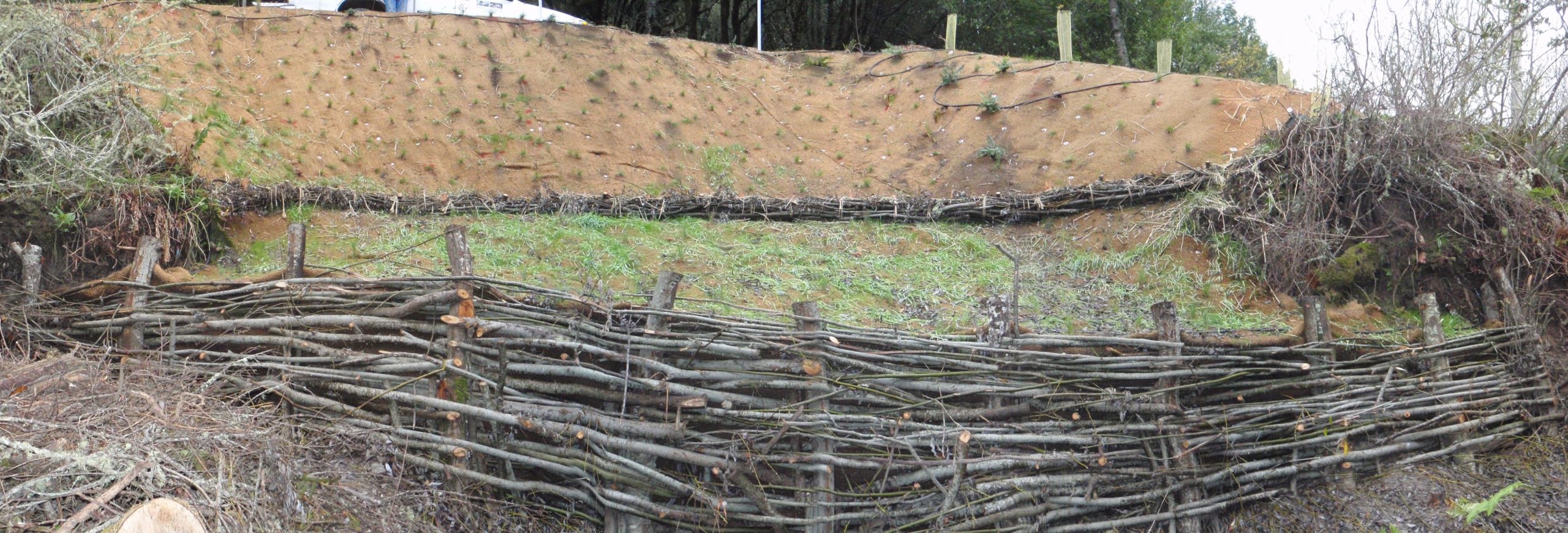 This panoramic image shows a bank which has been stabilized with a willow wall, constructed out of vertical willow stakes woven with horizontal smaller branches and twigs.