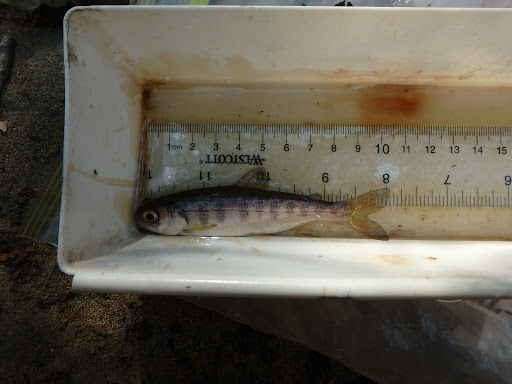 In a white plastic box with a ruler on the bottom is a tiny 10cm long fish. The fish has yellow eyes with black pupils on its head, rounded see-through fins, a white-ish belly and a bluer back with some striping. It has a slender body.