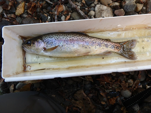 In a white plastic box with a ruler on the bottom is a 9-inch long fish. It looks about an inch thick and has a slender, ellipse-type shape. It has brown eyes with black pupils on its head, a small open mouth, a yellow/brown very triangular pectoral fin, more rounded white pelvic and anal fins, and a see-through black-spotted caudral fin with rounded edges.