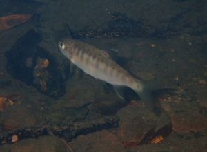 Salmon - Pine Gulch