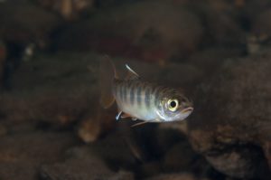 Young Coho Salmon